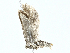  ( - BIOUG91336-F08)  @11 [ ] CreativeCommons - Attribution (2022) CBG Photography Group Centre for Biodiversity Genomics