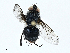  ( - BIOUG91339-C09)  @11 [ ] CreativeCommons - Attribution (2023) CBG Photography Group Centre for Biodiversity Genomics