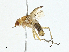  ( - BIOUG91339-F02)  @11 [ ] CreativeCommons - Attribution (2023) CBG Photography Group Centre for Biodiversity Genomics
