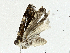  ( - BIOUG91339-G01)  @11 [ ] CreativeCommons - Attribution (2023) CBG Photography Group Centre for Biodiversity Genomics