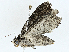  ( - BIOUG91339-G05)  @11 [ ] CreativeCommons - Attribution (2023) CBG Photography Group Centre for Biodiversity Genomics