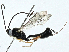  ( - BIOUG97777-B12)  @11 [ ] CreativeCommons - Attribution (2023) CBG Photography Group Centre for Biodiversity Genomics