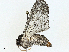  ( - BIOUG97777-C02)  @11 [ ] CreativeCommons - Attribution (2023) CBG Photography Group Centre for Biodiversity Genomics