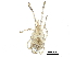  (Smarididae - BIOUG24442-B07)  @14 [ ] CreativeCommons - Attribution (2016) CBG Photography Group Centre for Biodiversity Genomics