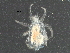  (Erythracarinae - BIOUG22087-B09)  @14 [ ] CreativeCommons - Attribution (2016) CBG Photography Group Centre for Biodiversity Genomics