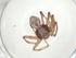  (Philodromus insperatus - CBG-A29469-H01)  @11 [ ] CreativeCommons - Attribution Share - Alike (2024) Centre for Biodiversity Genomics Centre for Biodiversity Genomics