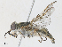  ( - CBG-A30140-F04)  @11 [ ] CreativeCommons - Attribution Share - Alike (2024) CBG Photography Group Centre for Biodiversity Genomics