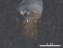 (Bakerdania - BIOUG24265-E06)  @12 [ ] CreativeCommons - Attribution (2015) CBG Photography Group Centre for Biodiversity Genomics