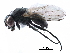  (Fannia spathiophora - BIOUG23267-F09)  @15 [ ] CreativeCommons - Attribution (2017) CBG Photography Group Centre for Biodiversity Genomics
