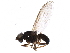  (Parapiophila flavipes - BIOUG24864-H10)  @14 [ ] CreativeCommons - Attribution (2016) CBG Photography Group Centre for Biodiversity Genomics