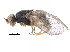 ( - BIOUG22283-A02)  @13 [ ] CreativeCommons - Attribution (2018) CBG Photography Group Centre for Biodiversity Genomics