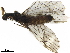  ( - BIOUG44830-A04)  @11 [ ] CreativeCommons - Attribution (2020) CBG Photography Group Centre for Biodiversity Genomics