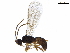  ( - BIOUG45084-C10)  @11 [ ] CreativeCommons - Attribution (2019) CBG Photography Group Centre for Biodiversity Genomics