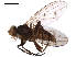  ( - BIOUG45102-F02)  @11 [ ] CreativeCommons - Attribution (2019) CBG Photography Group Centre for Biodiversity Genomics