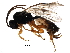  (Erromenus ungulatus - BIOUG25364-B03)  @14 [ ] CreativeCommons - Attribution (2016) CBG Photography Group Centre for Biodiversity Genomics