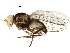  ( - BIOUG25784-E11)  @11 [ ] CreativeCommons - Attribution (2016) CBG Photography Group Centre for Biodiversity Genomics
