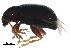  ( - BIOUG24695-A12)  @14 [ ] CreativeCommons - Attribution (2016) CBG Photography Group Centre for Biodiversity Genomics