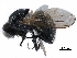  ( - BIOUG25810-E09)  @11 [ ] CreativeCommons - Attribution (2017) CBG Photography Group Centre for Biodiversity Genomics