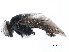  ( - BIOUG26011-D09)  @15 [ ] CreativeCommons - Attribution (2017) CBG Photography Group Centre for Biodiversity Genomics