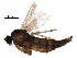  ( - BIOUG26527-G06)  @11 [ ] CreativeCommons - Attribution (2016) CBG Photography Group Centre for Biodiversity Genomics