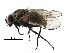  ( - BIOUG23570-C05)  @15 [ ] CreativeCommons - Attribution (2016) CBG Photography Group Centre for Biodiversity Genomics