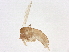  (Micropygomyia micropyga - BIOUG38854-C05)  @11 [ ] CreativeCommons - Attribution (2021) CBG Photography Group Centre for Biodiversity Genomics