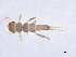 ( - BIOUG02706-F12)  @12 [ ] CreativeCommons - Attribution (2012) Gillian Martin Centre for Biodiversity Genomics
