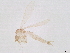  (Micropygomyia trinidadensis - BIOUG39596-B12)  @11 [ ] CreativeCommons - Attribution (2021) CBG Photography Group Centre for Biodiversity Genomics