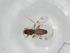  (Culicoides brevitarsis - BIOUG99328-B03)  @11 [ ] CreativeCommons - Attribution (2023) Centre for Biodiversity Genomics Centre for Biodiversity Genomics