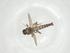  (Forcipomyia albopunctata - CBG-A12531-C02)  @11 [ ] CreativeCommons - Attribution Share - Alike (2023) Centre for Biodiversity Genomics Centre for Biodiversity Genomics