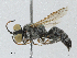  ( - BIOUG91387-C12)  @11 [ ] CreativeCommons - Attribution (2023) CBG Photography Group Centre for Biodiversity Genomics