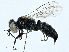  ( - BIOUG98654-A11)  @11 [ ] CreativeCommons - Attribution (2023) CBG Photography Group Centre for Biodiversity Genomics