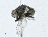  ( - CBG-A00299-A12)  @11 [ ] CreativeCommons - Attribution (2023) CBG Photography Group Centre for Biodiversity Genomics