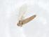  ( - CBG-A23777-F02)  @11 [ ] CreativeCommons - Attribution Share - Alike (2023) Centre for Biodiversity Genomics Centre for Biodiversity Genomics