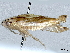  (Cylindromyia rufipes - CBG-A01158-C01)  @11 [ ] CreativeCommons - Attribution (2023) CBG Photography Group Centre for Biodiversity Genomics