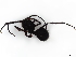  (Polyrhachis striata - BIOUG37952-F06)  @11 [ ] CreativeCommons - Attribution (2021) CBG Photography Group Centre for Biodiversity Genomics