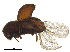  ( - BIOUG38067-C02)  @13 [ ] CreativeCommons - Attribution (2018) CBG Photography Group Centre for Biodiversity Genomics
