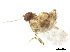  ( - BIOUG38068-F12)  @11 [ ] CreativeCommons - Attribution (2018) CBG Photography Group Centre for Biodiversity Genomics