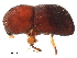  (Xylosandrus crassiusculus - BIOUG37990-H02)  @14 [ ] CreativeCommons - Attribution (2018) CBG Photography Group Centre for Biodiversity Genomics