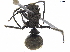  ( - BIOUG39051-A04)  @11 [ ] CreativeCommons - Attribution (2019) CBG Photography Group Centre for Biodiversity Genomics