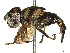  ( - BIOUG42431-D12)  @11 [ ] CreativeCommons - Attribution Share Alike (2024) CBG Photography Group Centre for Biodiversity Genomics