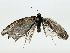  ( - BIOUG89928-F04)  @11 [ ] CreativeCommons - Attribution (2022) CBG Photography Group Centre for Biodiversity Genomics