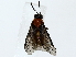  ( - BIOUG89929-G09)  @11 [ ] CreativeCommons - Attribution (2022) CBG Photography Group Centre for Biodiversity Genomics