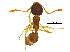  ( - BIOUG30907-G07)  @13 [ ] CreativeCommons - Attribution (2017) CBG Photography Group Centre for Biodiversity Genomics