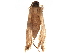  ( - BIOUG41546-A08)  @11 [ ] CreativeCommons - Attribution (2019) CBG Photography Group Centre for Biodiversity Genomics