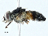  (Dexiomimops - BIOUG98652-E08)  @11 [ ] CreativeCommons - Attribution (2023) CBG Photography Group Centre for Biodiversity Genomics