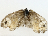  ( - BIOUG98655-C01)  @11 [ ] CreativeCommons - Attribution (2023) CBG Photography Group Centre for Biodiversity Genomics
