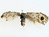  ( - BIOUG98655-C02)  @11 [ ] CreativeCommons - Attribution (2023) CBG Photography Group Centre for Biodiversity Genomics