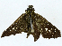  (Pseudoborbo - BIOUG99541-E09)  @11 [ ] CreativeCommons - Attribution (2023) CBG Photography Group Centre for Biodiversity Genomics