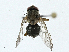  ( - BIOUG99542-C12)  @11 [ ] CreativeCommons - Attribution (2023) CBG Photography Group Centre for Biodiversity Genomics